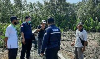 Hutan Mangrove di Rusak, Kepala Desa Sendana Ditetapkan Sebagai Tersangka