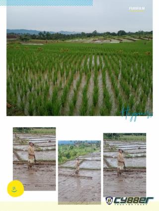 Para petani Sawah Pertanyakan Kemana Hilangnya Pupuk Bersubsidi,