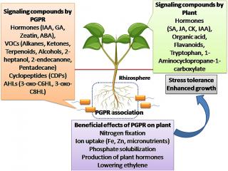 Kunci Sukses Pertanian, Ini Cara Membuat Plant Growth Promoting Rhizobakteri  dari Akar Bambu