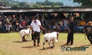Domba Milik H Dindin dari Padepokan Sagara Madu Cikalong Menangkan Lomba Ketangkasan