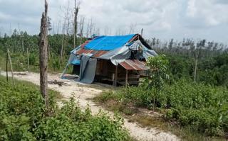 Disinggung Program RHL, Petugas Pengawasan Balai TNTN Terkesan Mandul