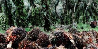 Kawasan Hutan Diduga Digarap Oknum Kanwil Kemenkumham Riau Jadi Sawit, “Sudah Lapor LHKPN Belum tu?”