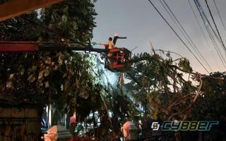Listrik Rumah Warga Pekanbaru Padam Akibat Pohon Tumbang, Petugas PLN Langsung Lakukan Pemulihan