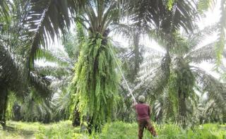 Petani Sawit Dukung Ketegasan Sekjen KLHK Kembalikan Kawasan Hutan, Mafia Sawit dan Perambah Hutan; Melukai Petani