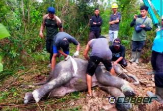Gajah Sumatera Mati di Areal Konsesi Akasia, Kaki Putus Kena Jerat