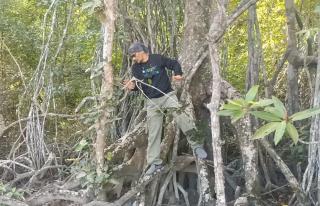 Pegiat Lingkungan Ungkap Pohon Mahang Hanya Ditemui Tumbuh Di Hutan Sekunder