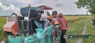 Babinsa Koramil 426-01/SP Turun ke Sawah, Bantu Petani Panen Padi di Mesuji Timur