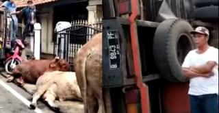 Truk Pengangkut Sapi Terguling, Kernet Tewas Terjepit,Terinjak-lnjak Sapi