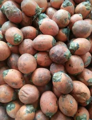 Nilai Jual yang Menjanjikan dari Buah Pohon Pinang