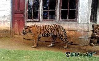 Warga Pulau Burung Inhil Diteror Harimau, BBKSDA Riau Kirim Kandang Perangkap