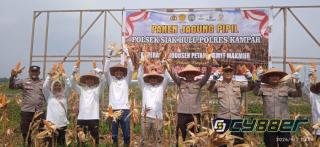Panen Perdana, Koppsa M Kombinasikan Jagung Pipil dan Hortikultura