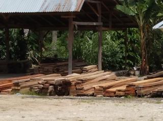 Desa Kota Raya, Dugaan Pemasok Kayu Ilegal dari APL dan Hutan Lindung 