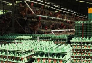 Lembakum Siliwangi Luncurkan Program Sejuta Telur