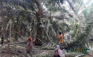 Sejumlah Warga Diduga Rusak Sawit PTPN IV Kebun Bah Jambi Simalungun