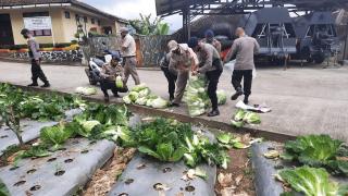 Panen Sayur KRPL Sat Brimob Polda Jabar Untuk Masyarakat Sekitar