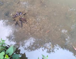Warga Benteng Tugu Bogor Merasa Resah, Perusahaan Potong Ayam Tak Pedulikan Lingkungan