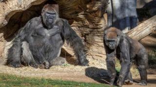 Virus Corona Menular Pada Kera, 2 Gorila di San Diego positif Covid-19