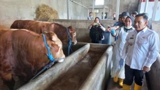 Jelang Idul Adha 2024, PJ Bupati Dedi Supandi Lakukan Sidak