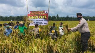 Polsek Rimba Melintang Panen Raya Padi Program Jaga Kampung Nusantara