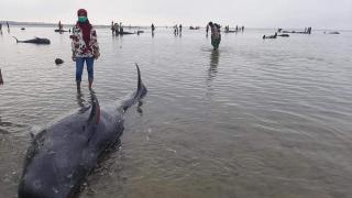 Sekitar 100 Paus Terdampar di Pantai Bangkalan Madura
