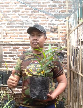 Banyak Manfaat dari Jahe Merah, Asep Saeful Gagas Kelompok Tani Jahe Merah di kota Cilegon