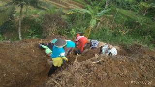 Penanaman Jahe Merah oleh Kelompok Tani Milenial Karya Muda Desa Tambaksari Kecamatan Wanareja
