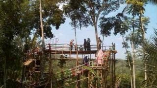 Kabupaten Cilacap Bersolek Dengan Wisata Barunya Cidandur Forest Cipari