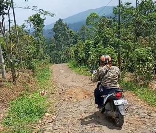 Rintihan Petani Cabai di Desa Palugon Wanareja