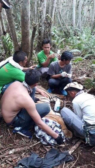 Tim KSDA Provinsi Riau Selamatkan dan Evakuasi Harimau Sumatera di Teluk Meranti