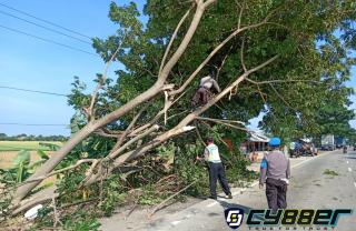 Respon Cepat Jajaran Polsek Losarang Untuk Evakuasi Pohon Tumbang