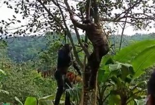 Heboh!! Mayat Laki-Laki Ditemukan Gantung Diri di Pohon Nangka