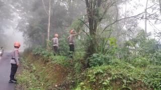 Tim SAR Sat Brimob Polda Jabar Cek Pohon Rawan Tumbang di Sekitar Jalan Lembang