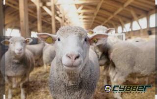 Para Peternak di Desa Sangiang Banjaran, Merasa Heran  Domba Program Ketahanan Pangan yang Sudah Didistribusikan Diambil Lagi oleh Pemdes