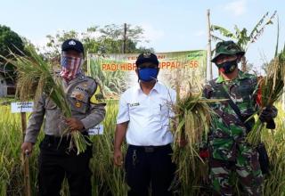 Dukung Ketahanan Pangan Desa Tangguh, Kapolsek Jatiwangi Bersama Muspika Panen Raya Padi Hibrida