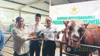Presiden RI Serahkan Sapi Kurban Seberat 1,2 Ton untuk Masyarakat Kota Cimahi