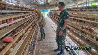 Babinsa Manisrenggo Sambangi Peternak Ayam Petelur, Dorong Ketahanan Pangan