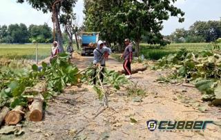 Desa Kedungan, Klaten Lelang 74 Pohon untuk Pembangunan Desa