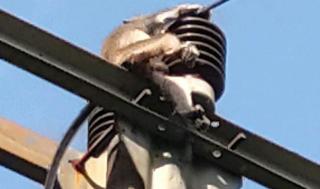 Seekor Monyet Mati di Tiang Listrik, Salah Satu Penyebab Aliran Listrik Terganggu di Desa Bukit Indah