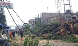 Hujan Deras di Sertai Angin Kencang Menumbangkan Pohon Tua di Jalan Siliwangi Garut