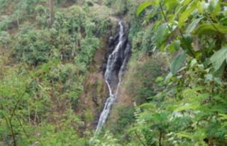 Wisata Curug Cigombong Dan Kolam Ikan di Tengah Hutan Pinus Cilacap Barat