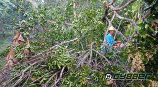 Menghadapi Cuaca Extrem dan Jelang Nataru PLN ULP Sidareja Siaga Lakukan Pemeliharaan Gabungan Tingkatkan Keandalan Listrik