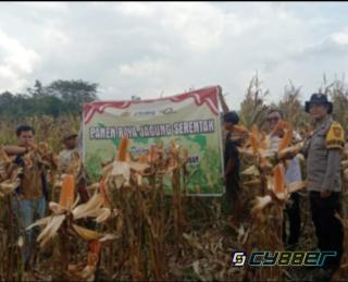 Tim Supervisi Polda Sumsel Tinjau Lahan Jagung di OKU, Dorong Swasembada Pangan 2025