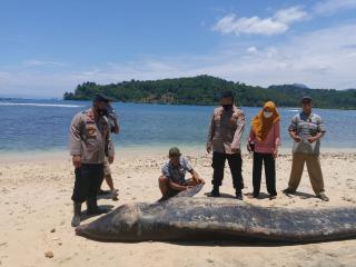 Seekor Paus Mati Terdampar di Pantai Tengor Cukuh Balak