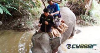 Pesan Gajah Tahura SSH Kembalikan Hutan Alam : Kami Juga Perlu Habitat untuk Hidup dan Berkembang Biak