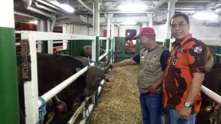 Sebanyak 550 Ekor Sapi Kupang, yang Dipesan BUMP Indonesia Korwil Riau Tiba di Pelabuhan Dumai