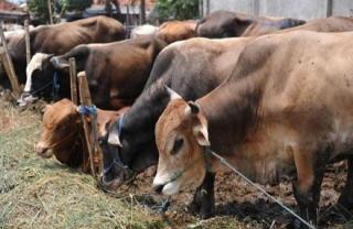 Hewan Kurban ASN Pemko Pekanbaru Capai 11 Ekor