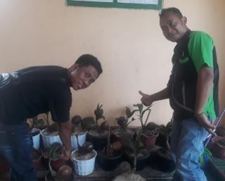 Bonsai Pohon Kelapa Kini Mulai Dilestarikandi  Mesuji