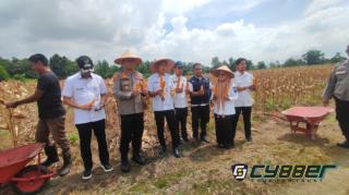 Panen Raya Jagung Pipil, Polsek Payung Sekaki Targetkan Buka Lahan Baru