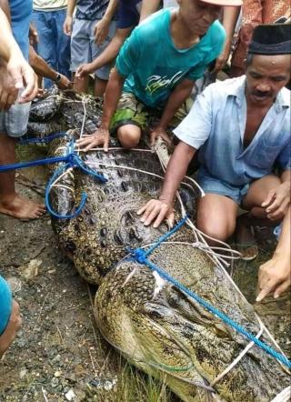 Warga Berhasil Menangkap Buaya Ompong yang Menewaskan Remaja di Banjarmasin