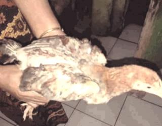 Aneh!! Program BPNT, KPM Diberikan Ayam Hidup Bukan Daging Ayam